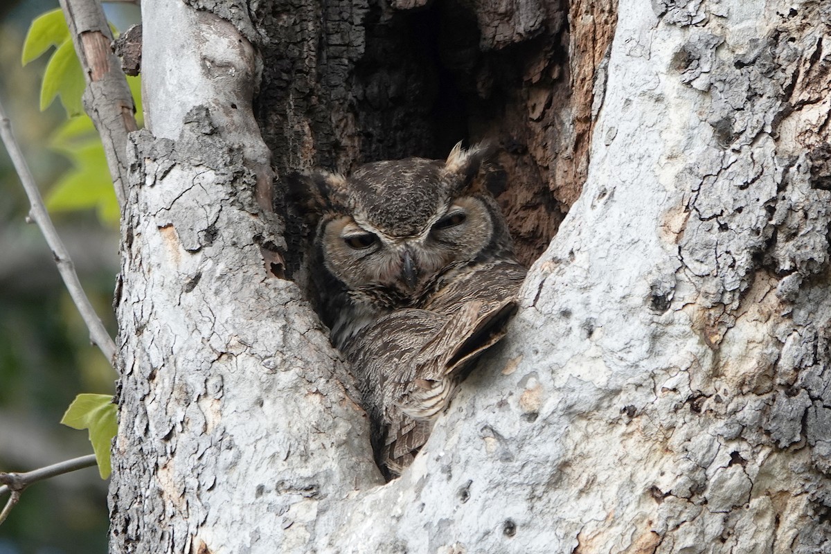 Great Horned Owl - ML617862523