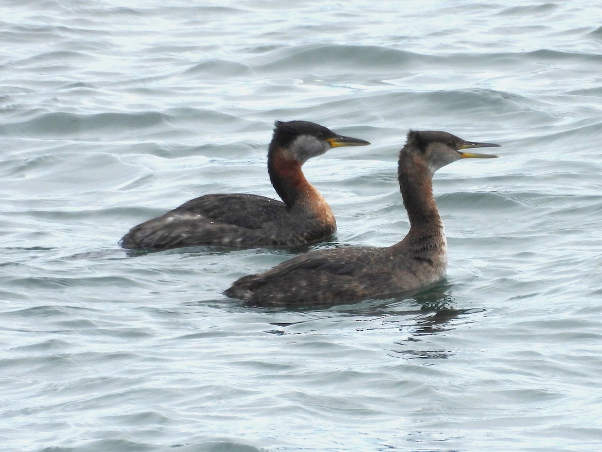 Red-necked Grebe - ML617862527