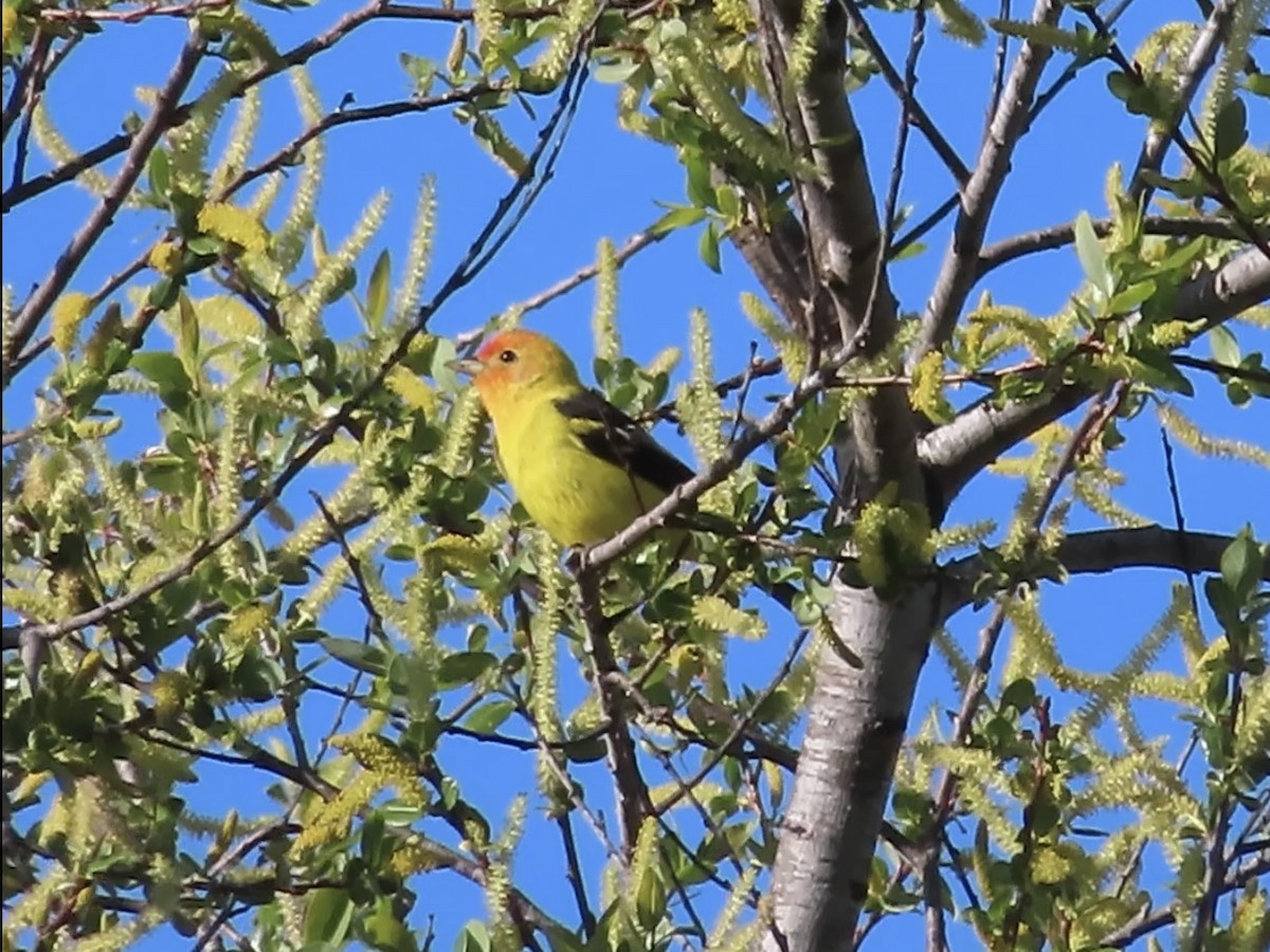 Western Tanager - ML617862571