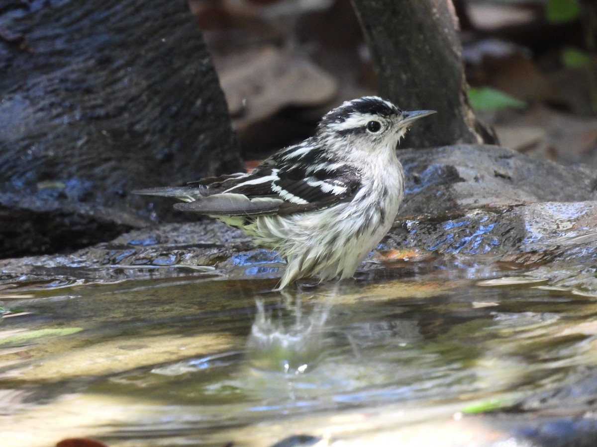 Black-and-white Warbler - ML617862581