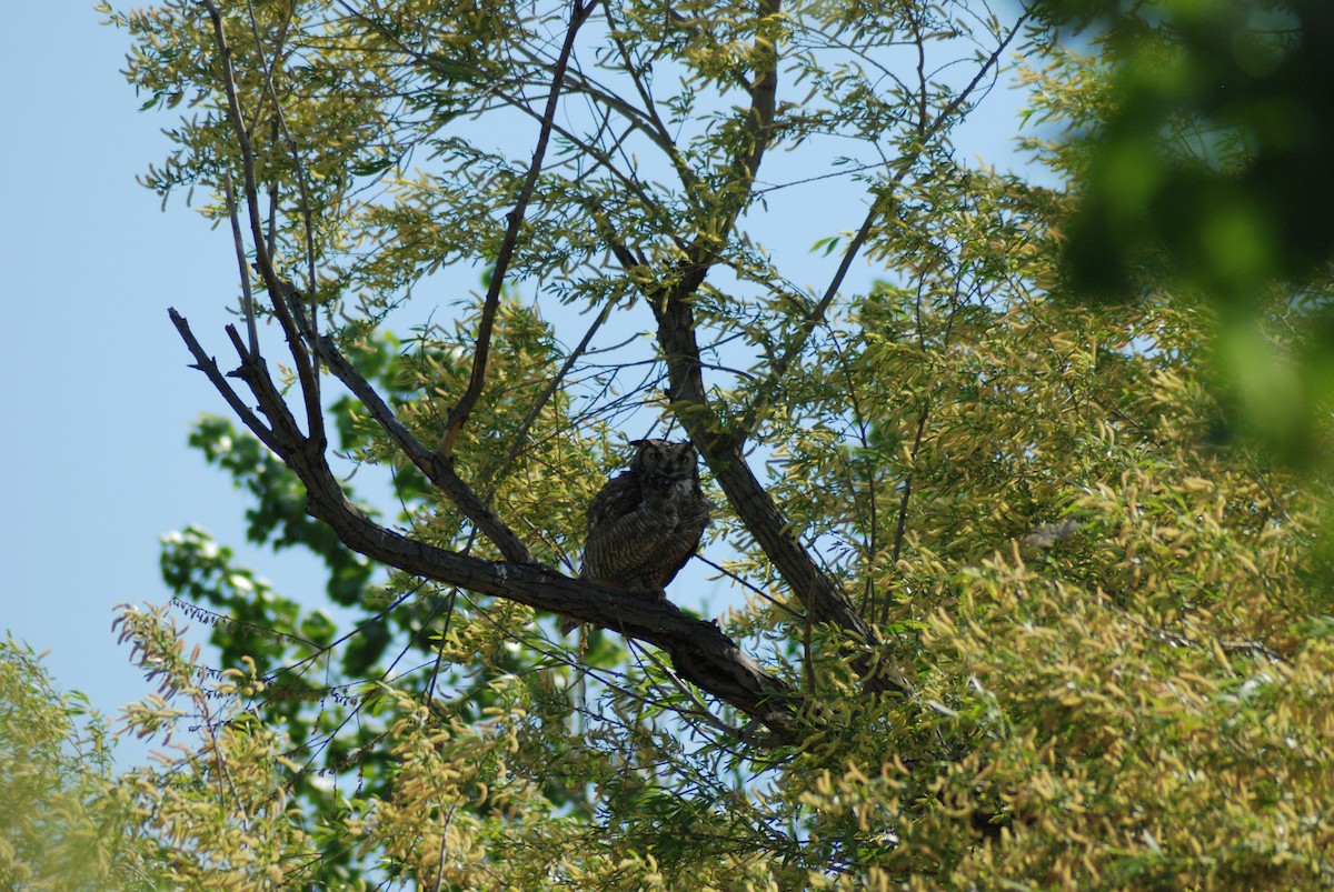 Great Horned Owl - ML617862612