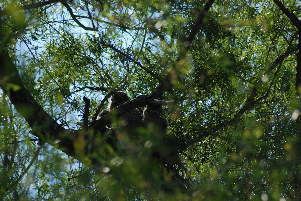 Great Horned Owl - ML617862613