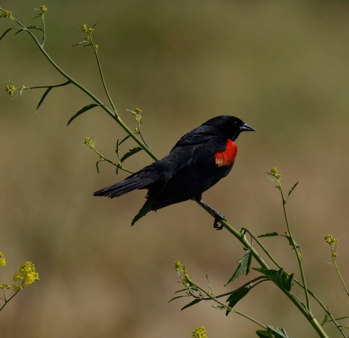 Red-winged Blackbird - ML617862630