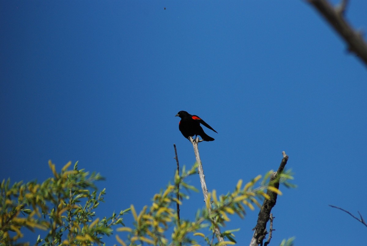 Red-winged Blackbird - ML617862631