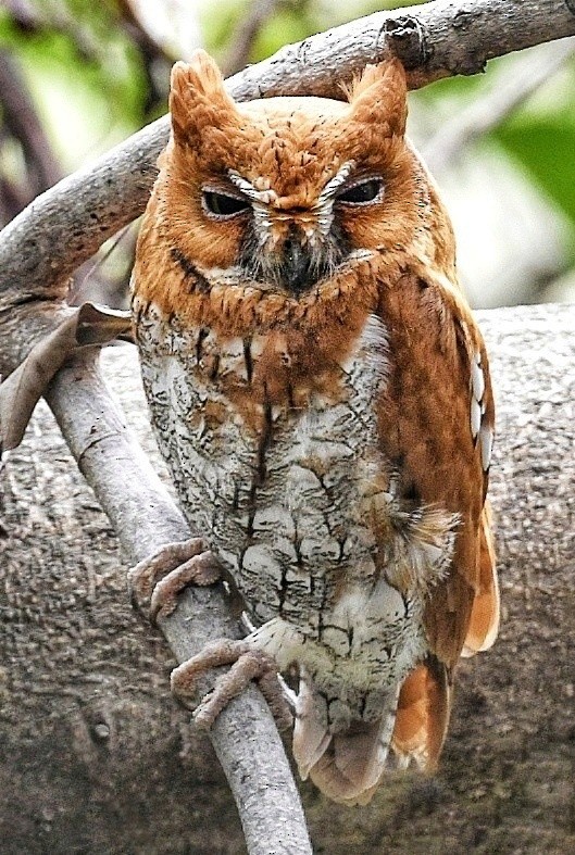 Oriental Scops-Owl - Renuka Vijayaraghavan