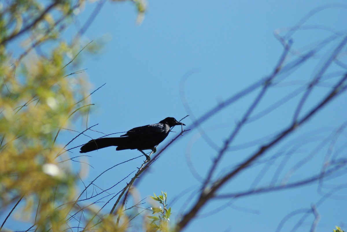 Great-tailed Grackle - ML617862634