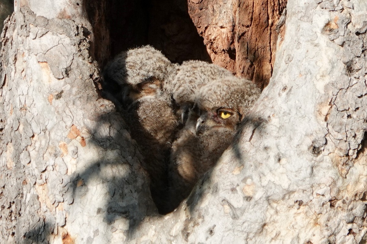 Great Horned Owl - ML617862643