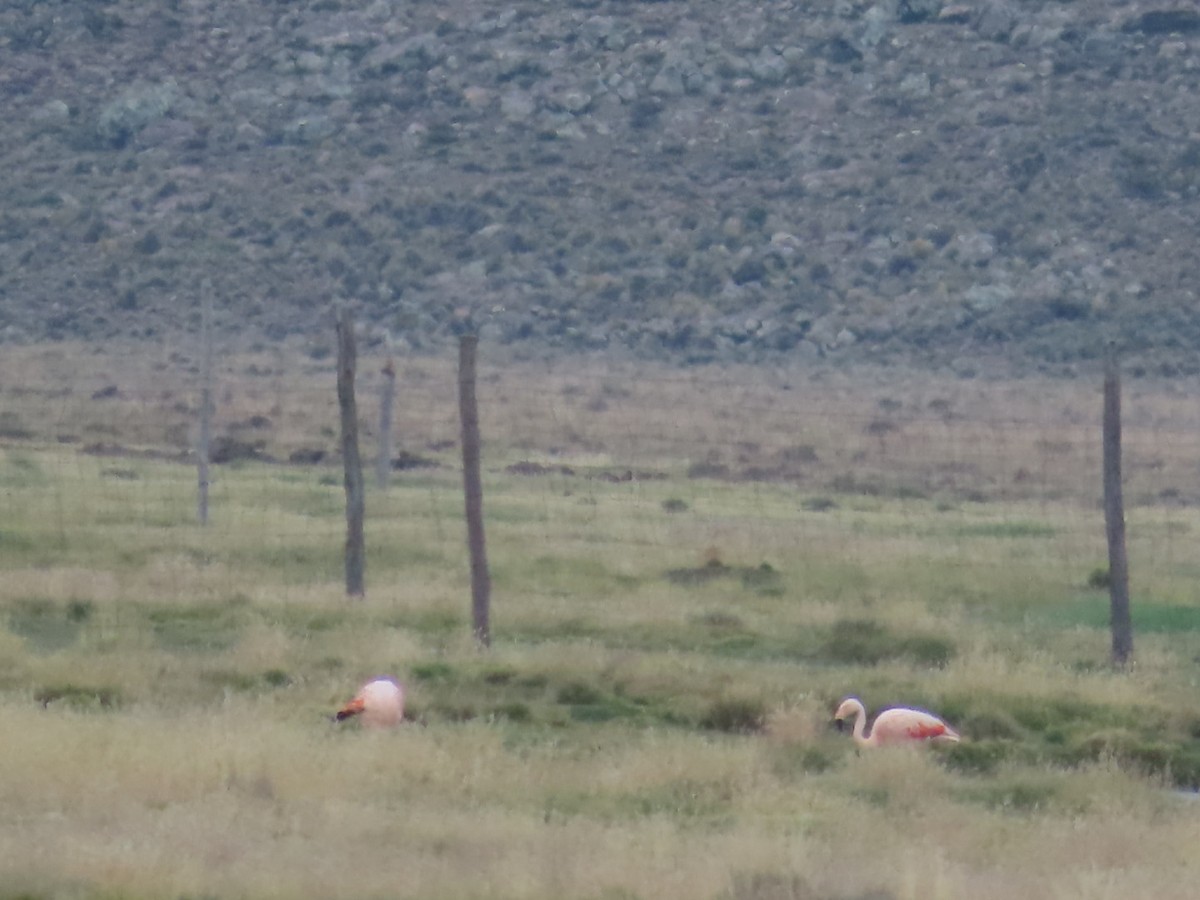 Chilean Flamingo - ML617862648