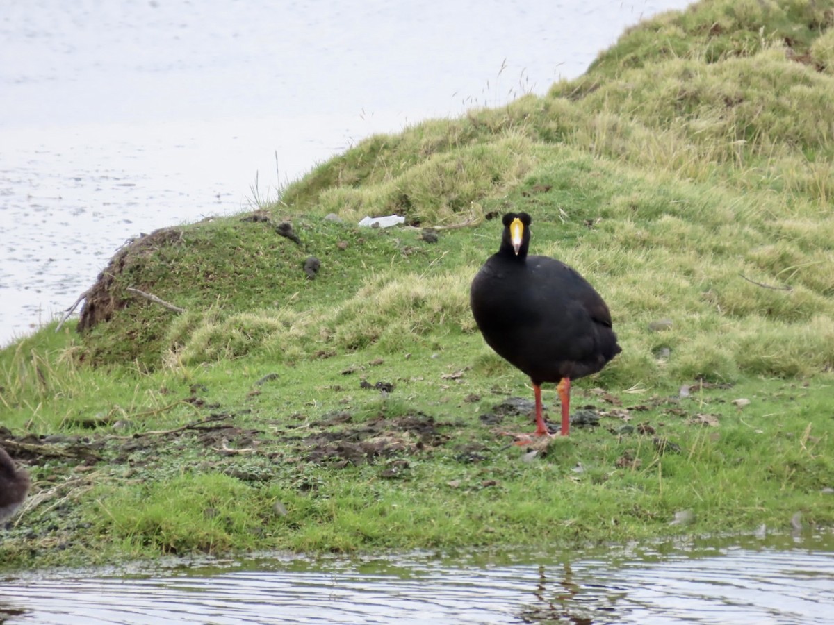 Giant Coot - ML617862661