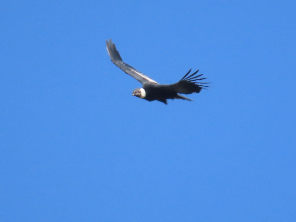 Andean Condor - Clarissa Chipman