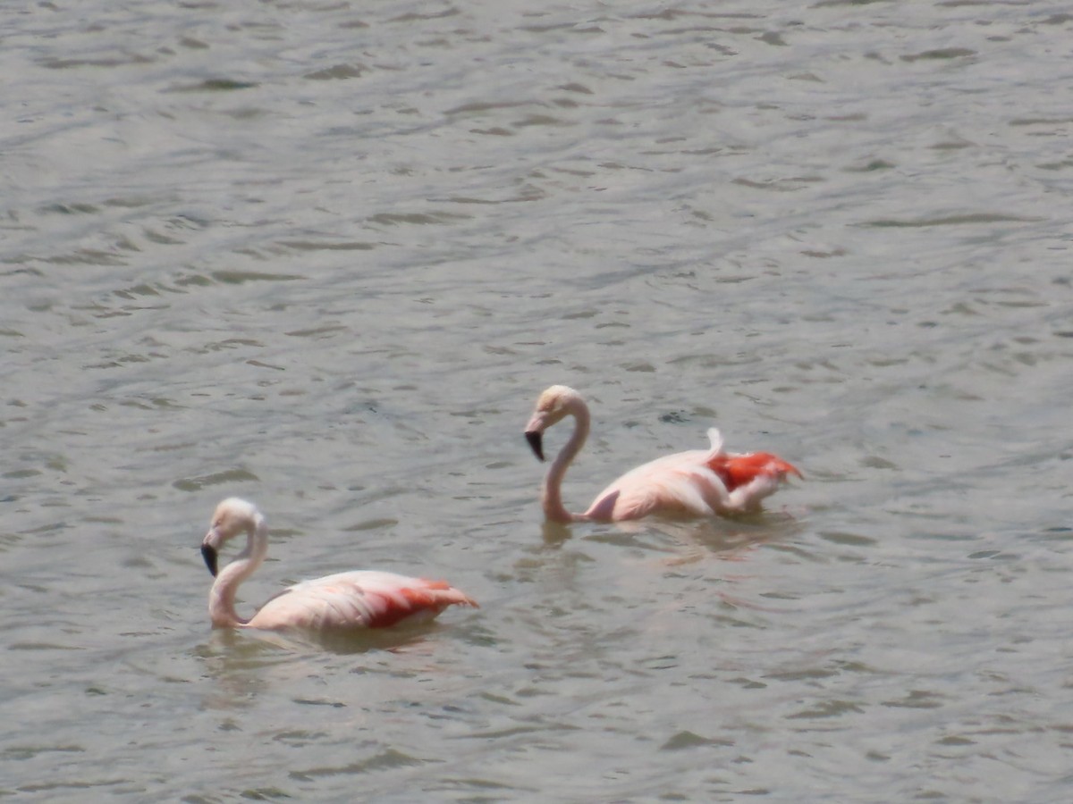 Chilean Flamingo - Clarissa Chipman