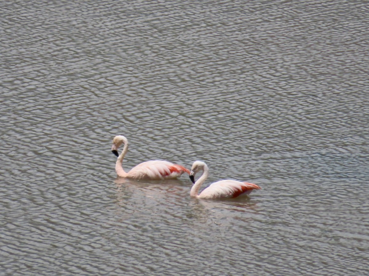 Chilean Flamingo - ML617862761