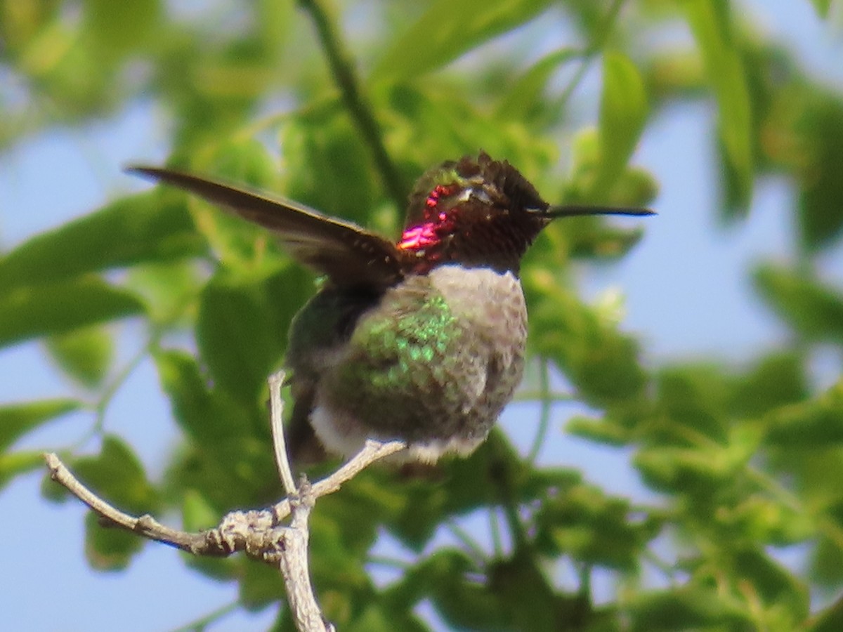 Anna's Hummingbird - ML617862772