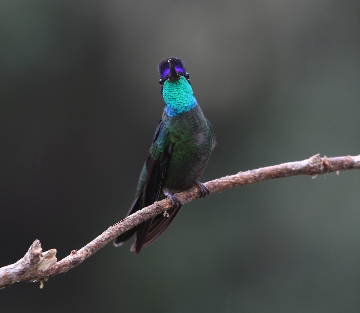 Talamanca Hummingbird - ML617862797