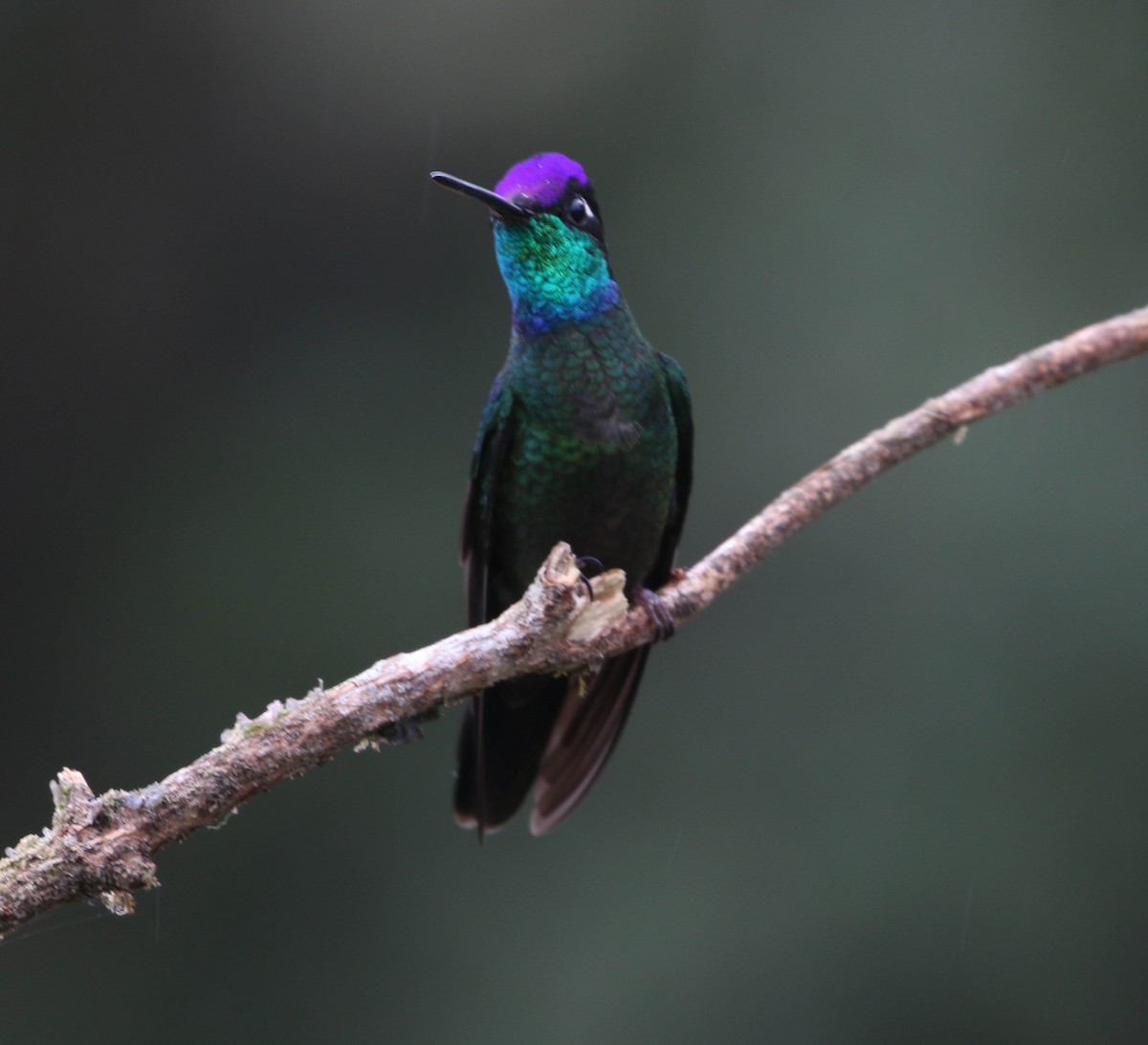 Talamanca Hummingbird - Roger Higbee