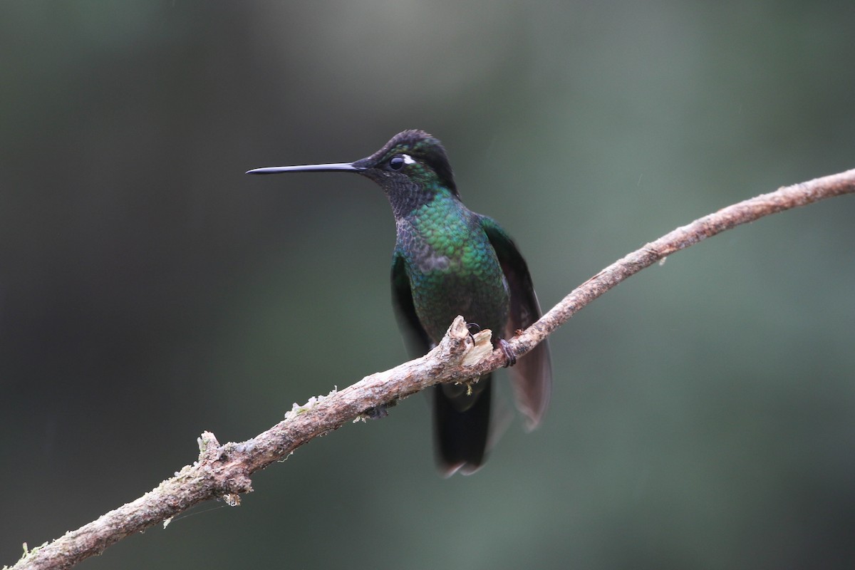 Talamanca Hummingbird - Roger Higbee