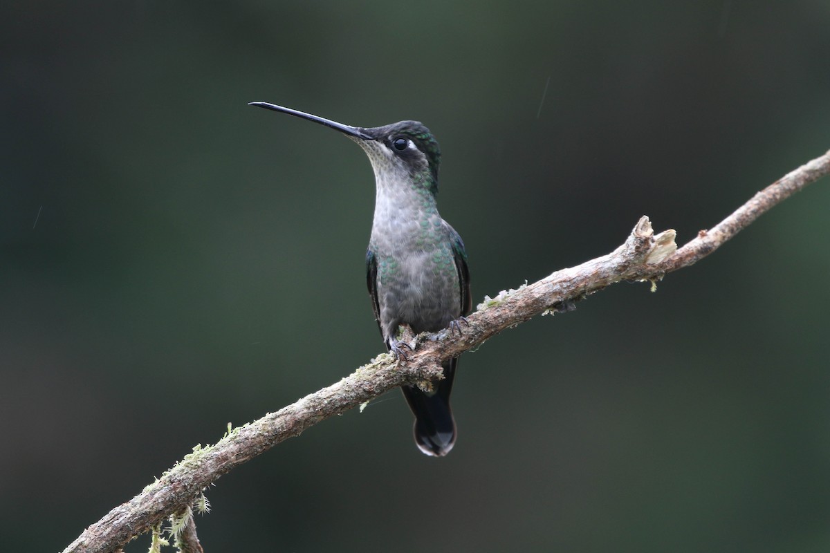 Talamanca Hummingbird - ML617862802