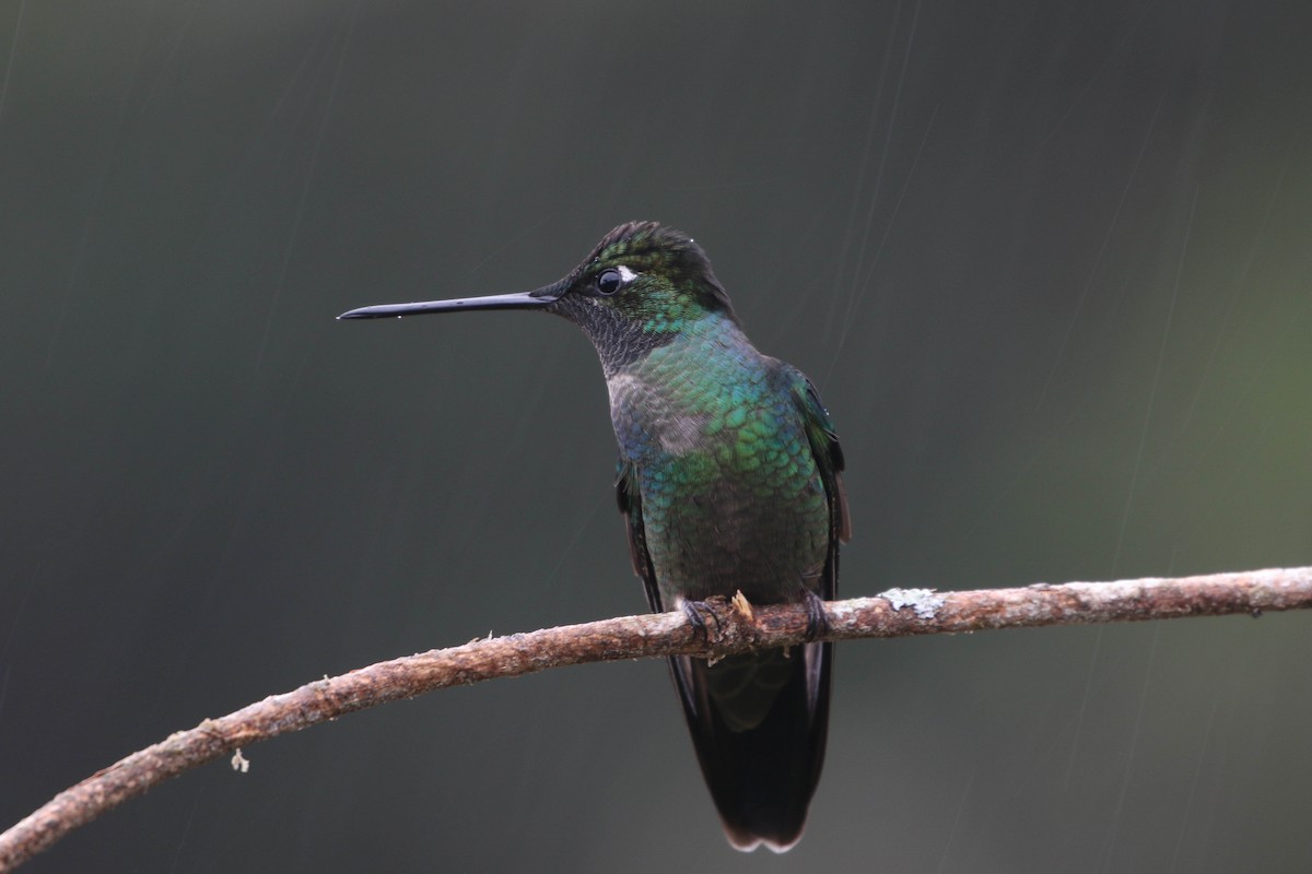 Talamanca Hummingbird - ML617862803