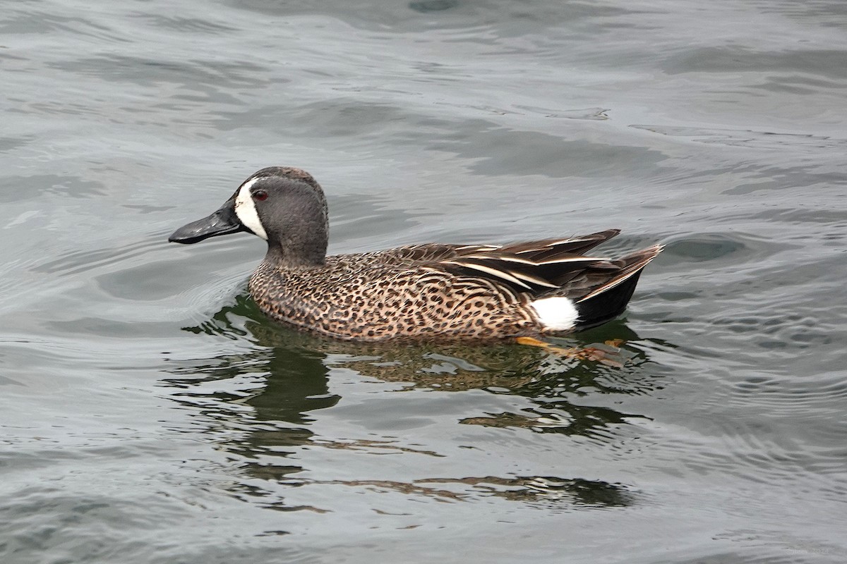 Blue-winged Teal - ML617862827