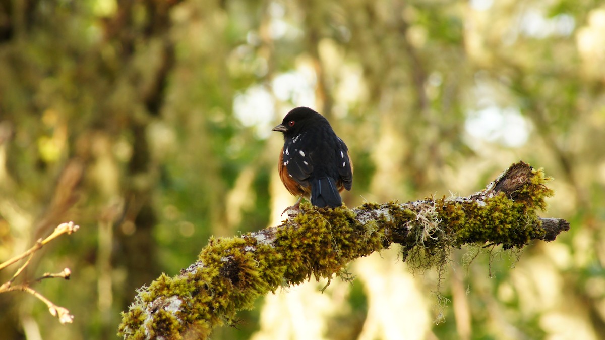 Spotted Towhee - ML617862927