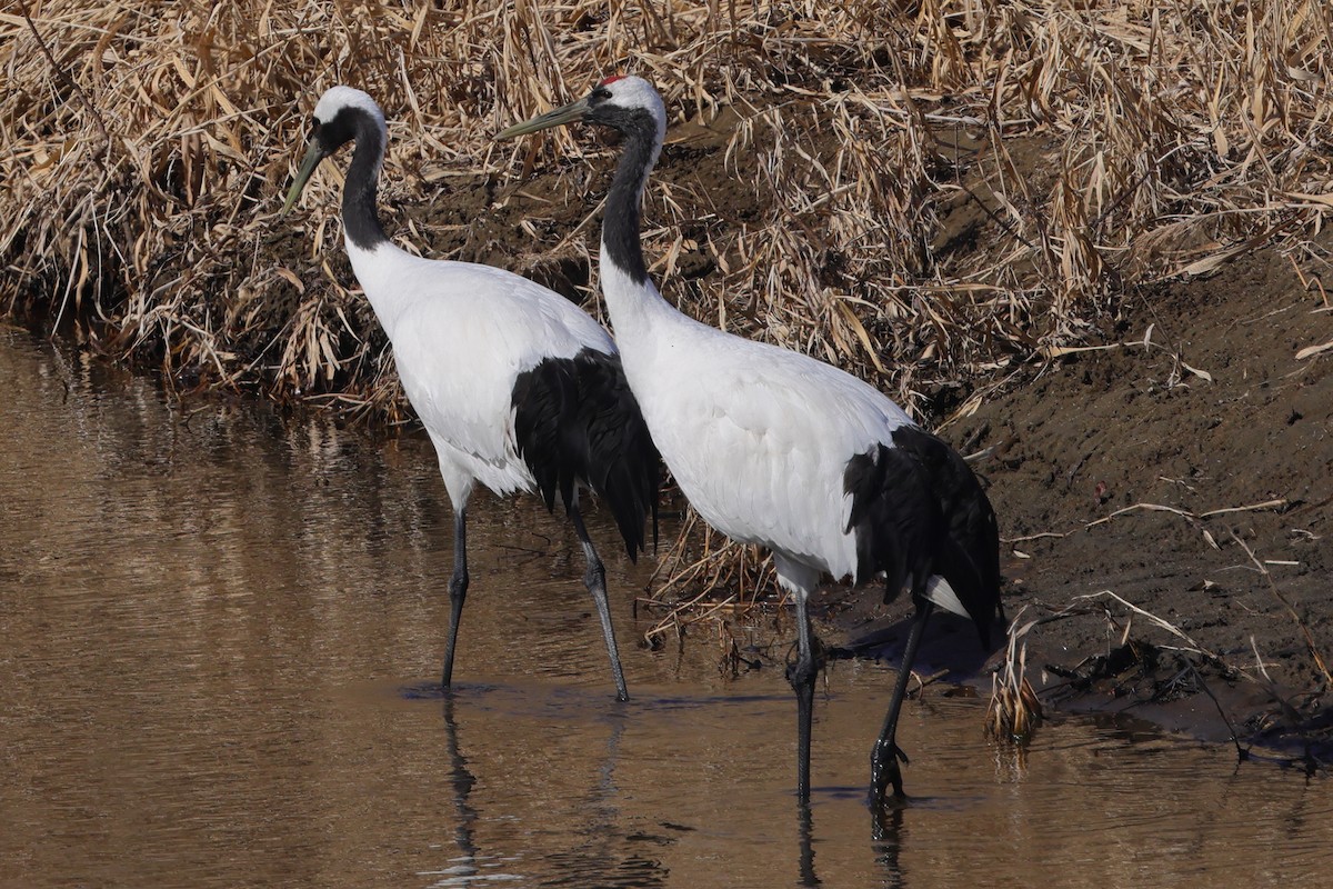 Red-crowned Crane - ML617862944