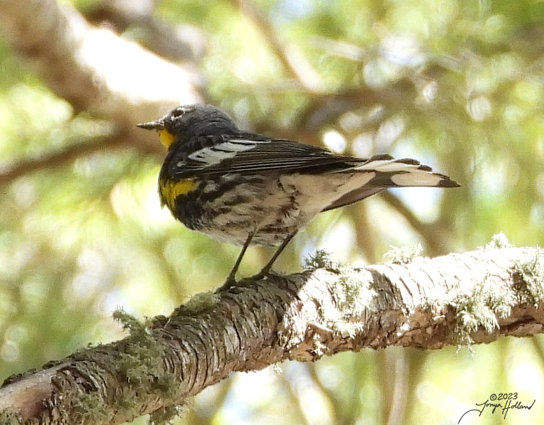 Yellow-rumped Warbler (Audubon's) - ML617862947
