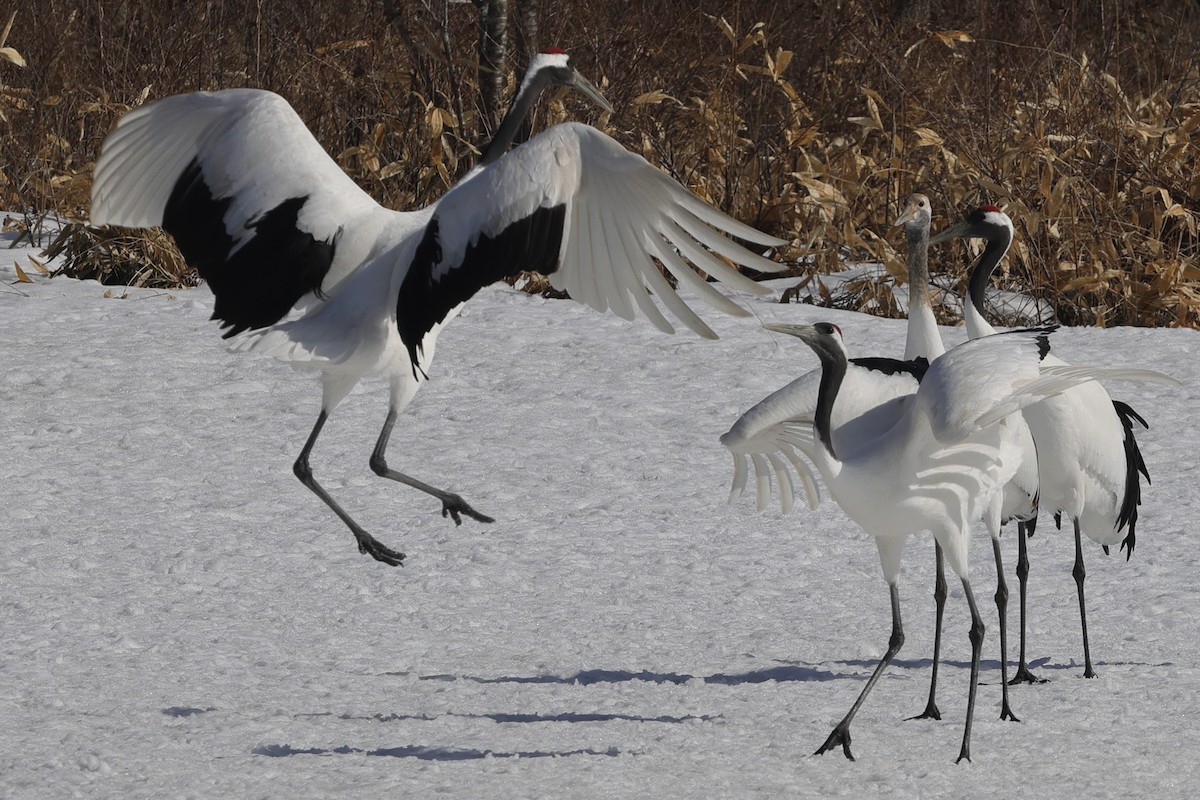 Red-crowned Crane - ML617862975