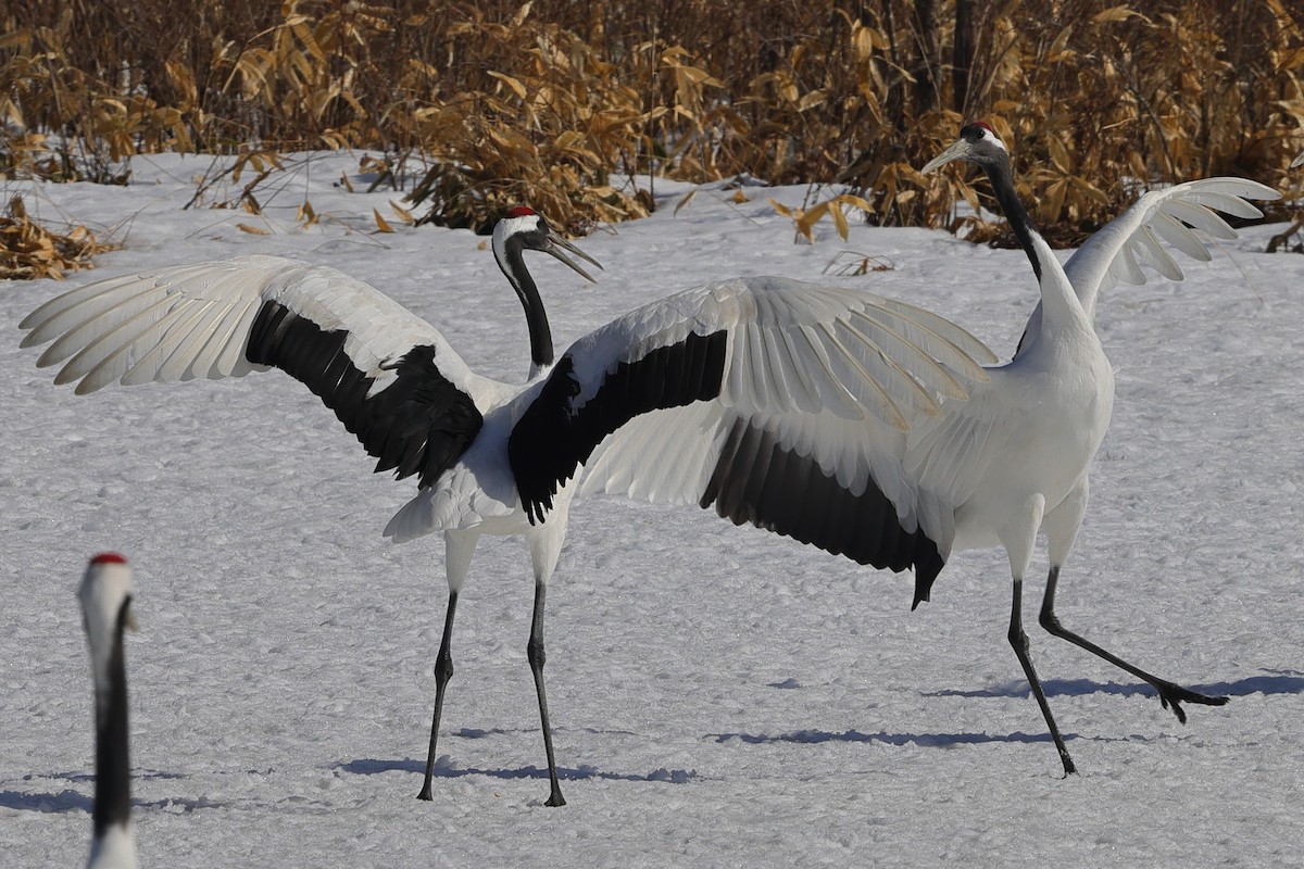 Red-crowned Crane - ML617862977