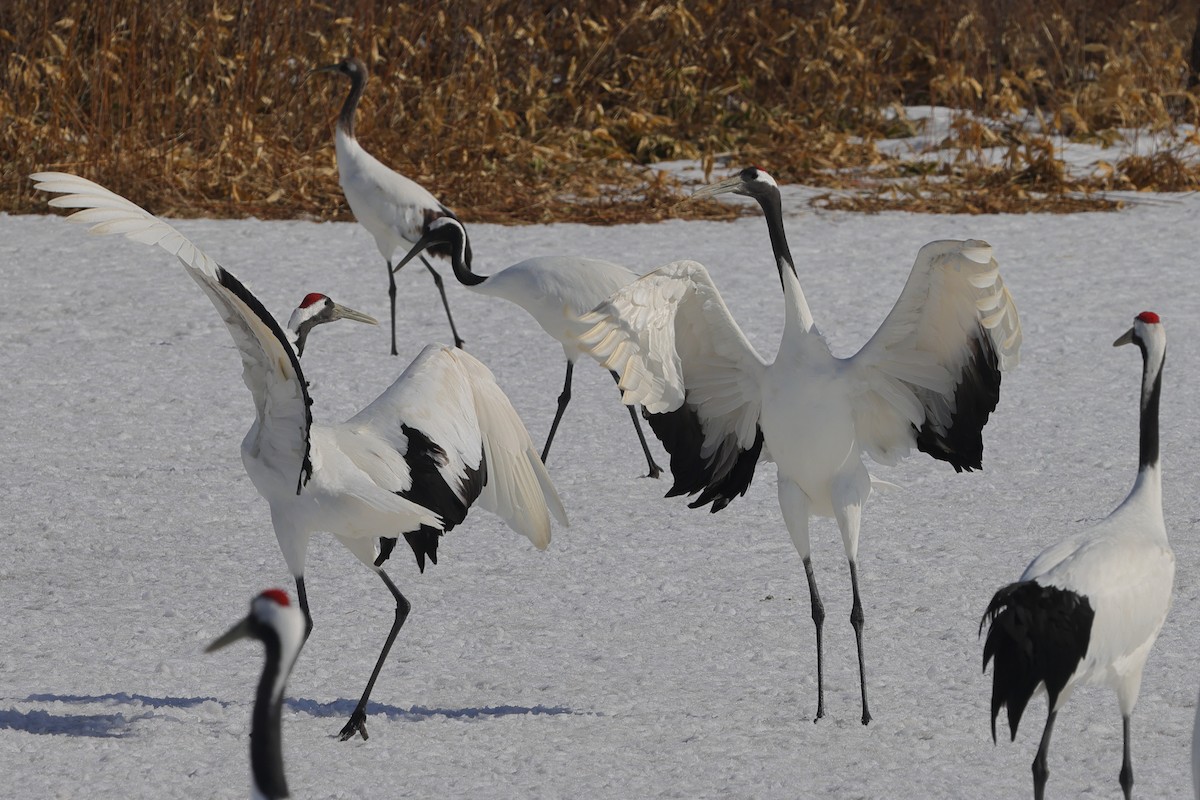 Red-crowned Crane - ML617862978