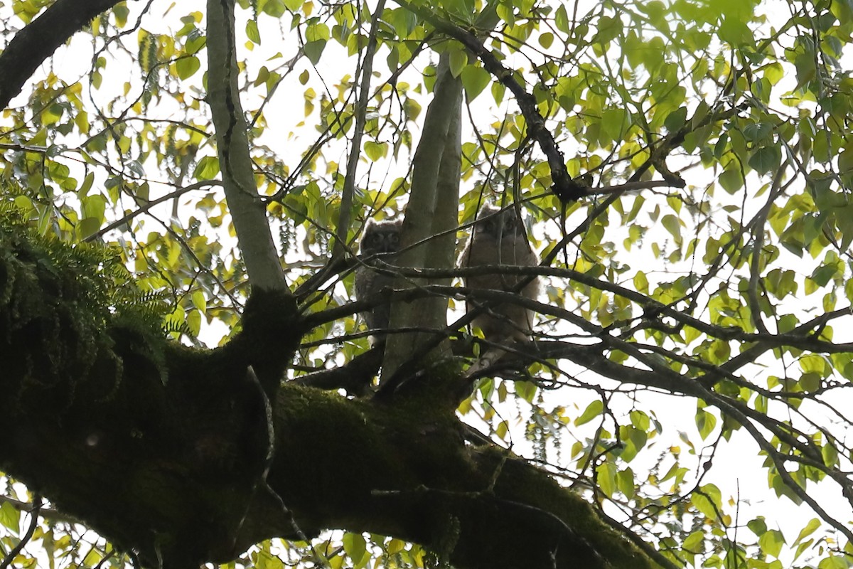Great Horned Owl - ML617863007