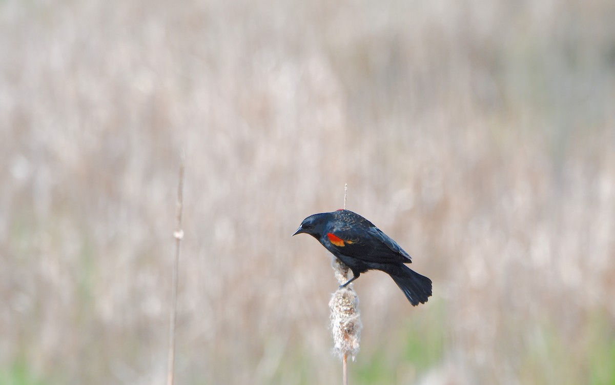 Red-winged Blackbird (Red-winged) - ML617863008