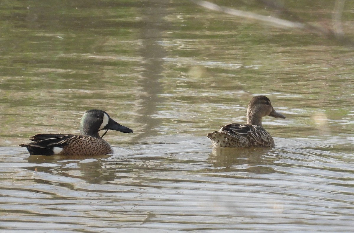 Blue-winged Teal - ML617863013