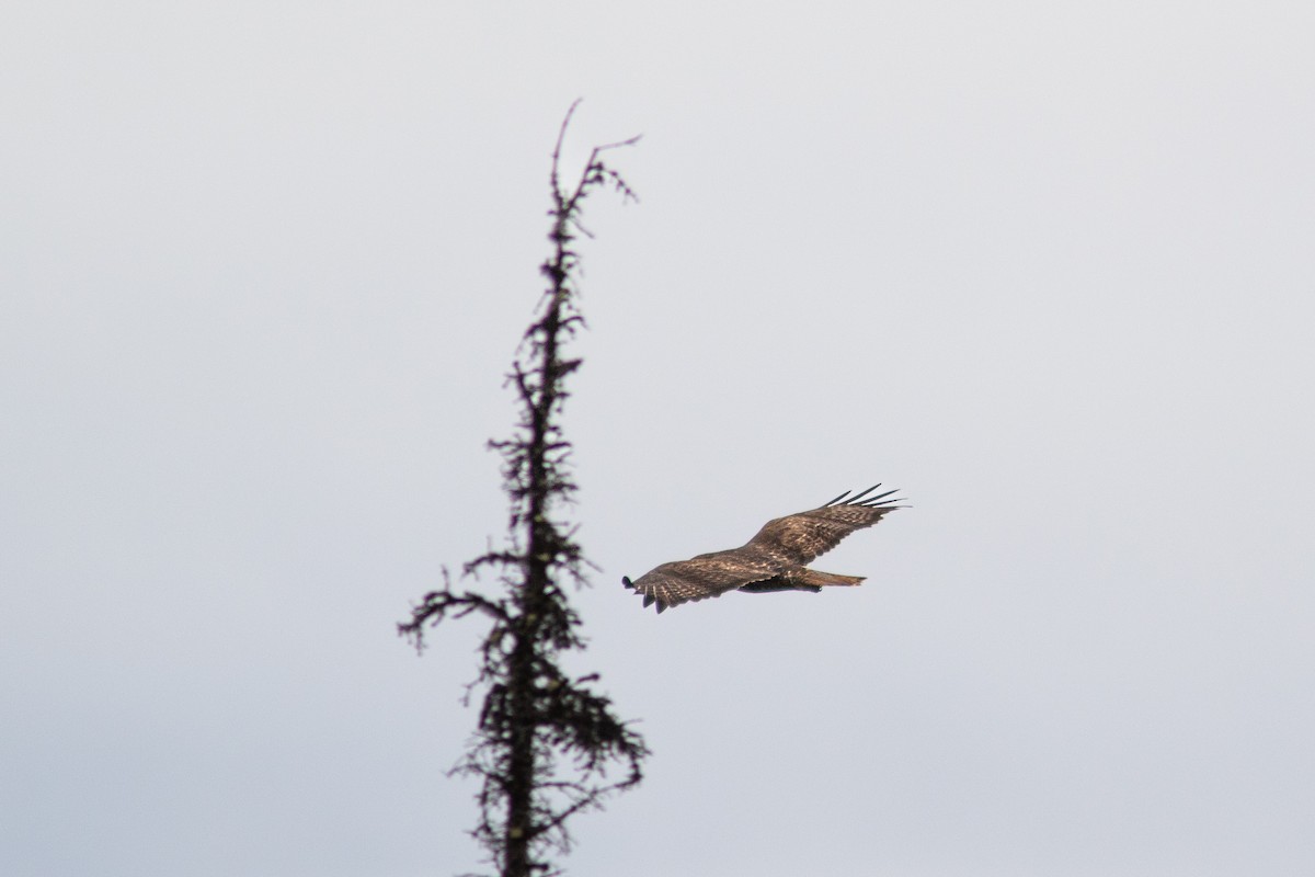Red-tailed Hawk - ML617863035