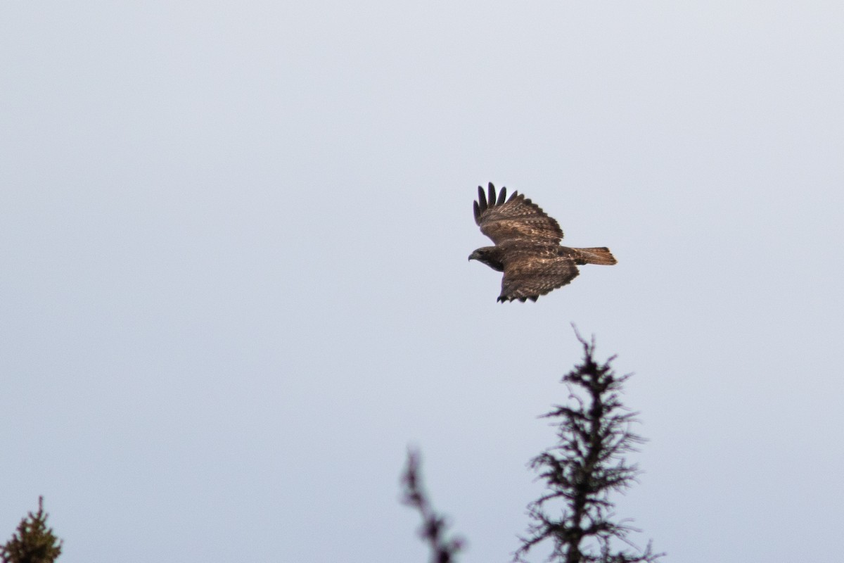 Red-tailed Hawk - ML617863038
