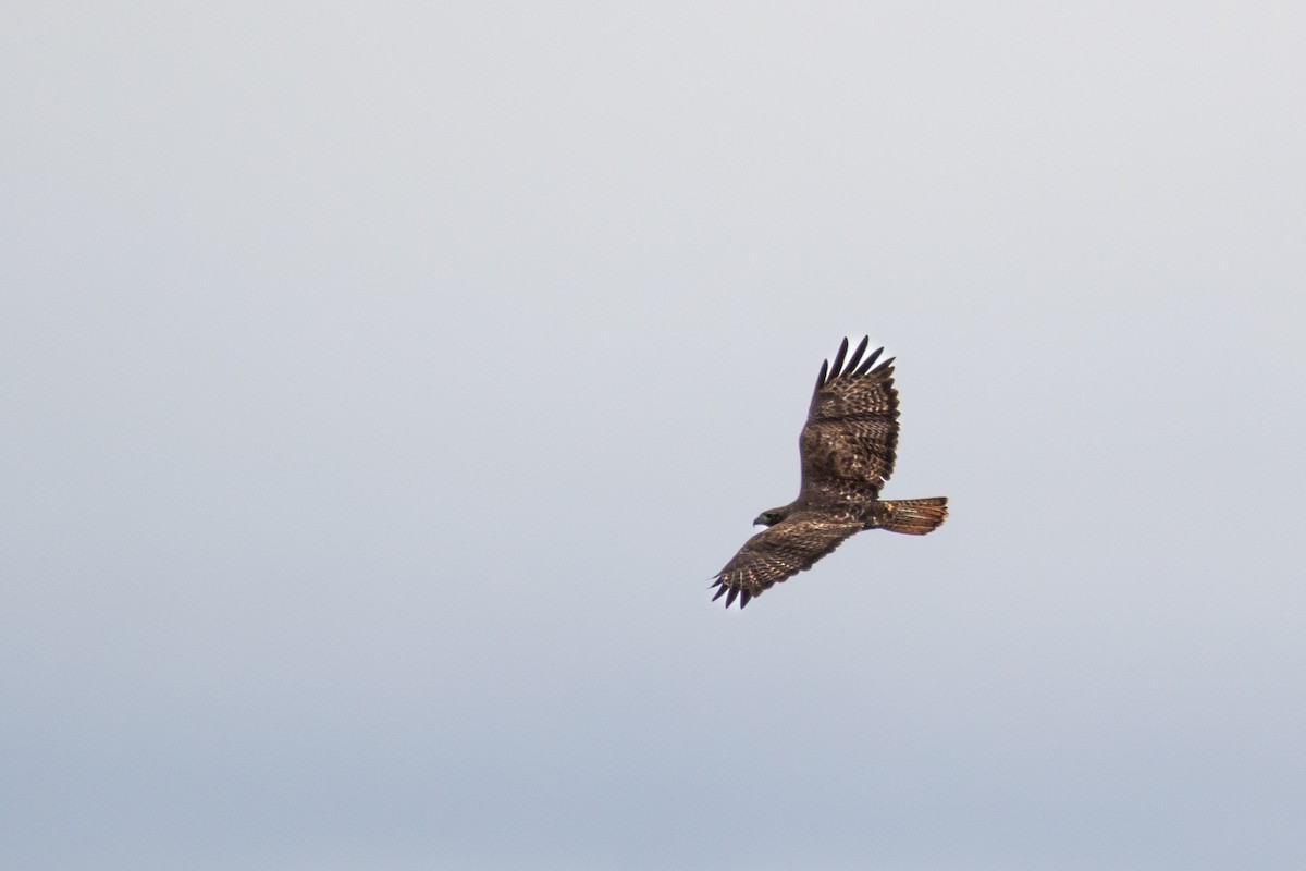 Red-tailed Hawk - ML617863040