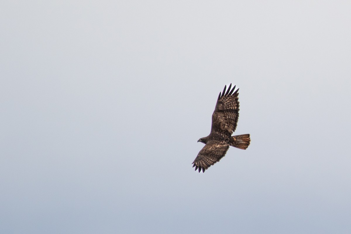 Red-tailed Hawk - ML617863049