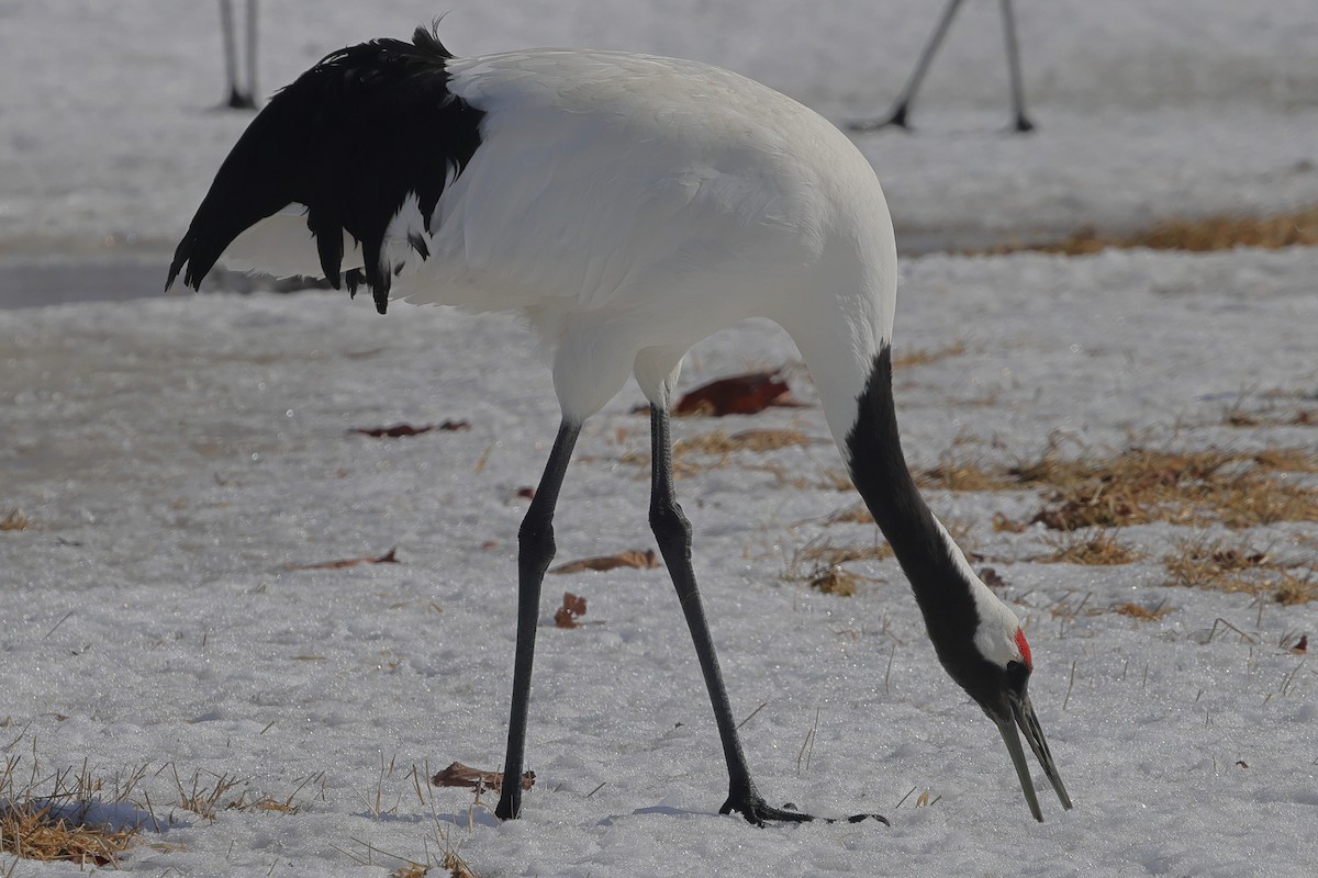 Red-crowned Crane - ML617863051
