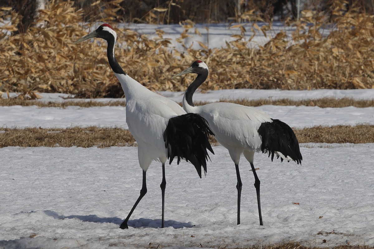 Red-crowned Crane - ML617863052