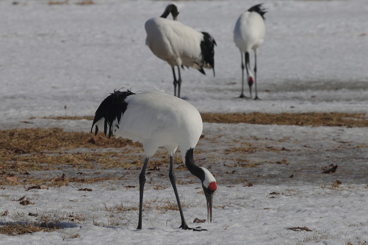 Red-crowned Crane - ML617863053
