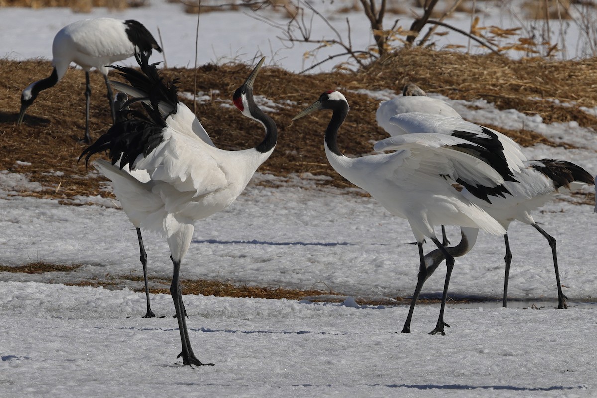 Red-crowned Crane - ML617863065