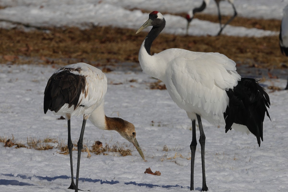 Red-crowned Crane - ML617863066