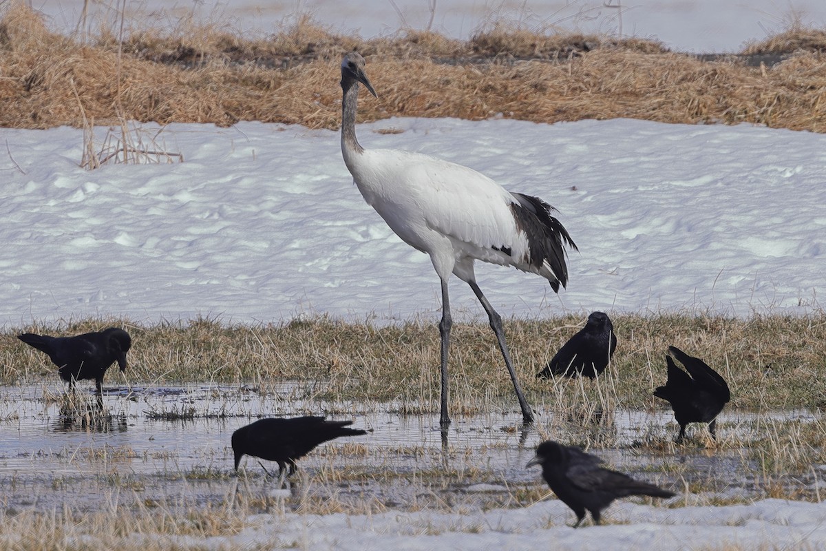 Red-crowned Crane - ML617863102