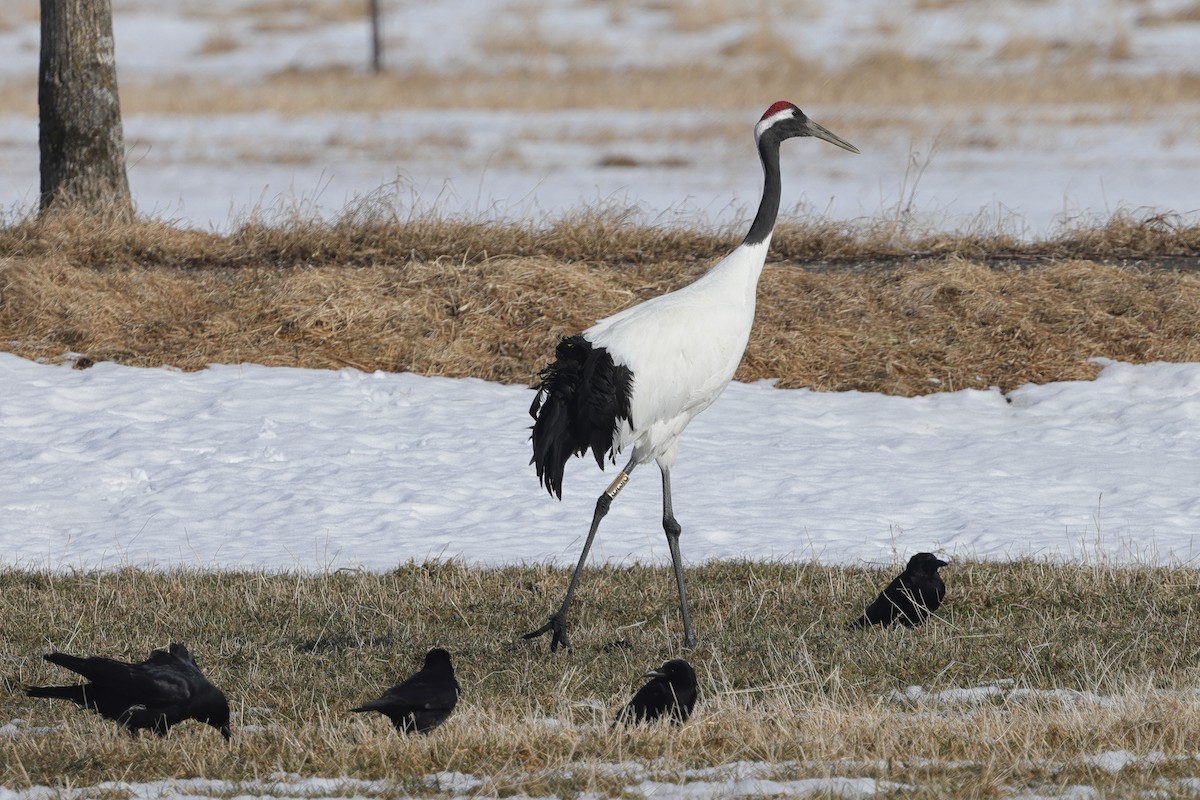 Red-crowned Crane - ML617863105