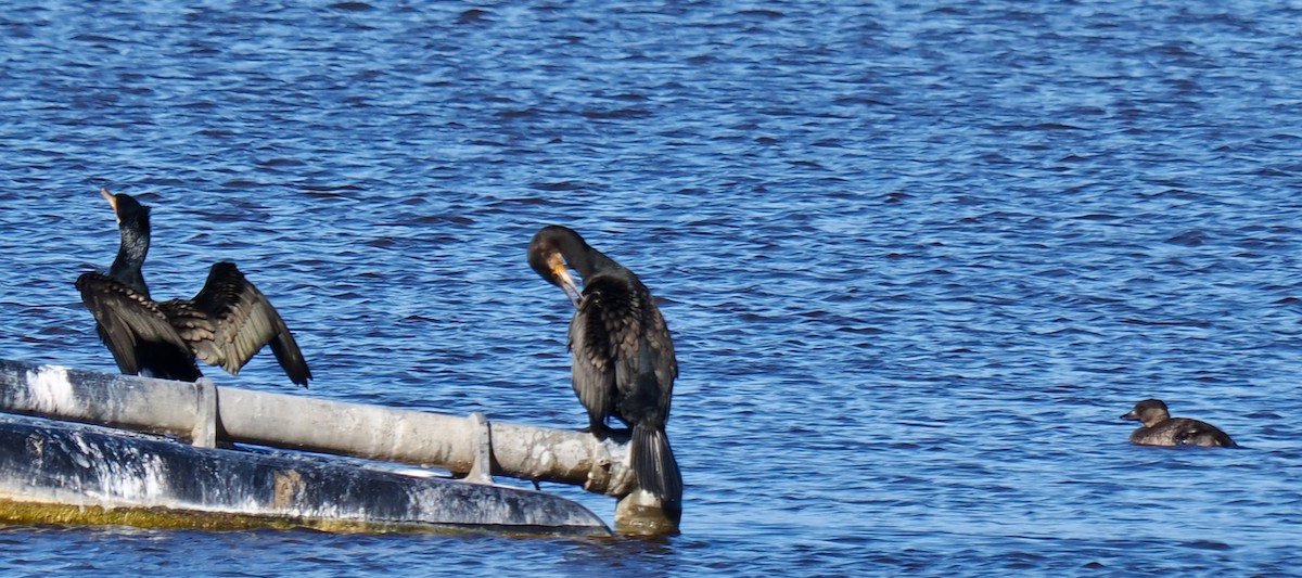 Great Cormorant (Australasian) - ML617863143