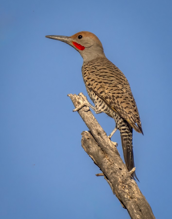 Northern/Gilded Flicker - Eric Gofreed