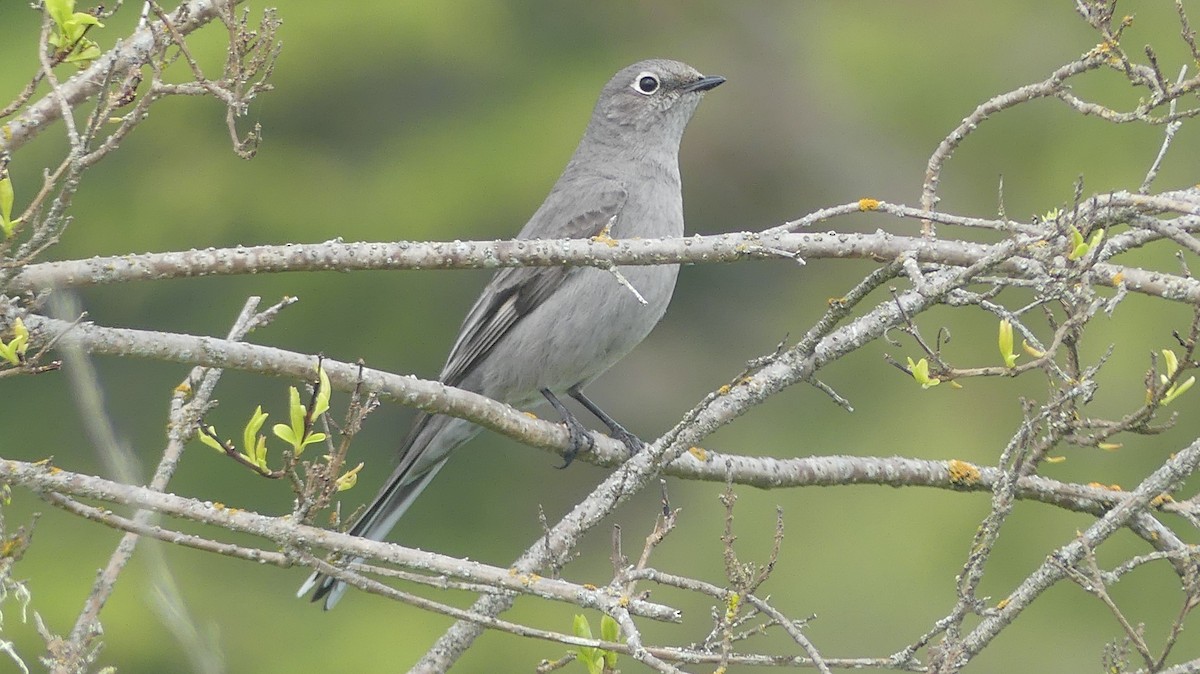 Townsend's Solitaire - ML617863185