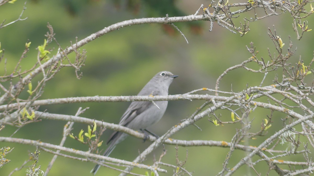 Townsend's Solitaire - ML617863186