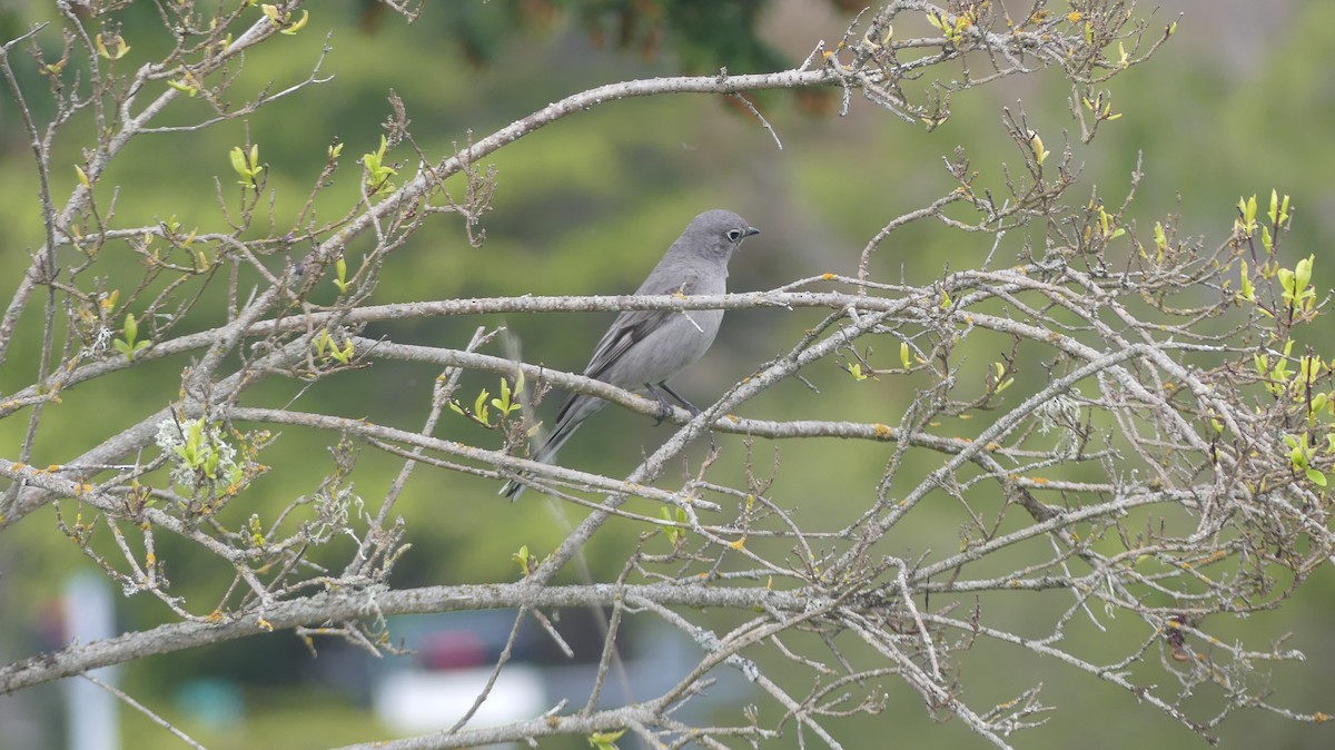 Townsend's Solitaire - ML617863190