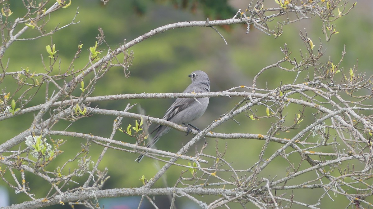 Townsend's Solitaire - ML617863191