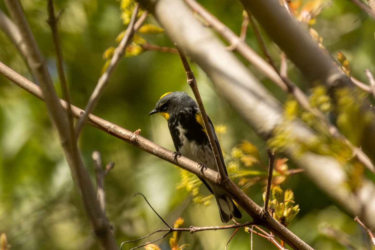 Yellow-rumped Warbler (Audubon's) - ML617863193